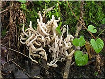 NT0876 : Smoky Spindles (Clavaria fumosa) by Greg Fitchett