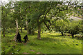 SH6670 : The remains of a tree at Aber Falls by Oliver Mills