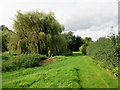 Willow adjacent to footpath