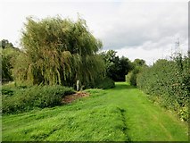 TQ2017 : Willow adjacent to footpath by Peter Holmes