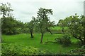 Orchard by the A38