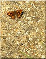 TQ7176 : Wall Brown butterfly (Lasiommata megera) by Cliffe Creek (1) by Stefan Czapski