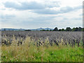 View over farmland towards Didcot