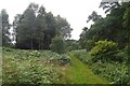 Woodland beside the Tay