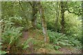 Woodland above the Tay