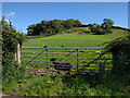 Black sheep and white sheep in a green field, under a blue sky