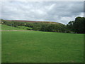 Grazing off the A689, Stanhope