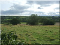 Grazing near Wolsingham