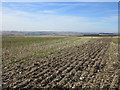 Field near Cat Babbleton