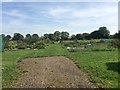 Cross Lane Allotments