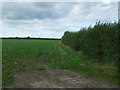 Grazing and hedgerow, High Woodfield