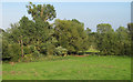 TM3190 : Meadow near the Waveney, close to Bath Hills Farm, Earsham by Roger Jones