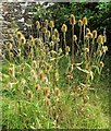 Teasel, Castle Meadow, Totnes