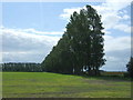 Fenland with a line of trees beside a drain