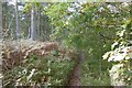 Summit path, Nash Wood