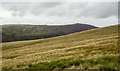 NY3230 : Grassy slope west of Bowscale Fell by Trevor Littlewood
