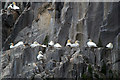 NT6087 : Gannets (Morus bassana) on Bass Rock by Mike Pennington