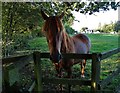 Horse in a paddock at Broxted Church End