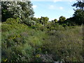 Looking SE along a former railway line