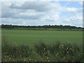 Flat grass field near High Fen Farm