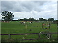 Grazing, Hockwold Lodge