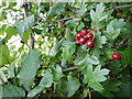 TL9253 : Hawthorn berries by Adrian S Pye