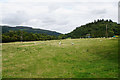 Sheep near Knighton