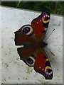 NY9290 : Peacock Butterfly (Aglais io) by Russel Wills