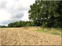 TM3895 : Crop field south of Hales church by Evelyn Simak
