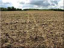 TM3895 : Footpath traversing crop field south of Hales church by Evelyn Simak