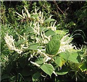 TM3795 : Japanese Knotweed (Fallopia japonica) by Evelyn Simak
