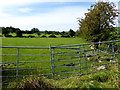 Gate, Kilreal