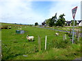 Sheep, Carrickadartan