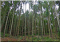 Woodland along the Severn Way at Sweyney Cliff