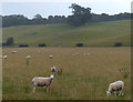 Sheep on the River Severn floodplain