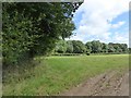 Field and trees by River Lew