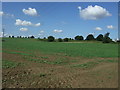 TL7444 : Crop field near Moor Hall by JThomas