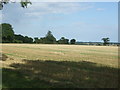 Stubble field off Whepstead Road