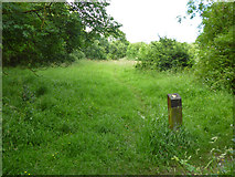 TQ5291 : Grassy path, Bedfords Park by Robin Webster