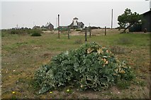 TR0917 : Sea kale near the Coast Path north of Dungeness by Chris