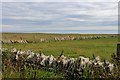 ND3753 : Caithness Stone dykes at Noss by Alan Reid
