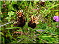 Knapweed, Aghakinmart