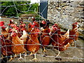 H2678 : Hens behind wire, Aghinkinmart by Kenneth  Allen