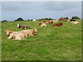 R6984 : Cattle on Inis Cealtra (Holy Island) by Oliver Dixon