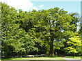 Trees, Bentley Common churchyard