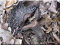 Fungus in Black Park, view of stem and gills