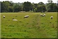 Lenham: Stour Valley Walk