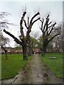 SD8501 : Pollarded trees at Christ Church by Gerald England