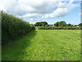 On a footpath south of Little Ryton