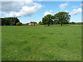 Two oaks in a field south of New House farm